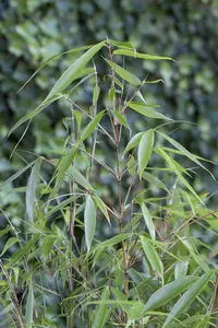 Fargesia rob. 'Formidable' 60- 80 C5 - afbeelding 4