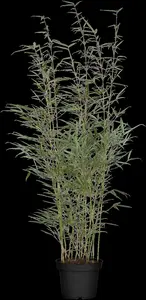 Fargesia rob. 'Formidable' 60- 80 C5 - afbeelding 2