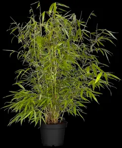 fargesia rob. 'pingwu' (60- 80cm) - afbeelding 2