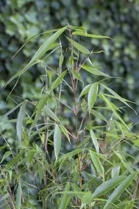 Fargesia rob. 'Wolong' 40- 60   C2 - afbeelding 2