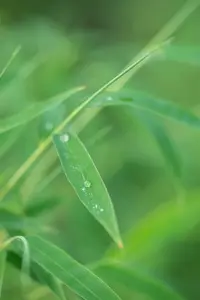 Fargesia 'Rufa' 125-150   C25 - afbeelding 4