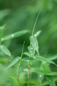 Fargesia 'Rufa' 125-150   C25 - afbeelding 5