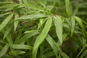 Fargesia 'Rufa' 125-150   C25 - afbeelding 2