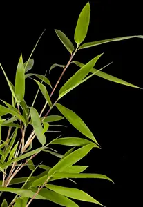 fargesia 'rufa' (60- 80cm) - afbeelding 5