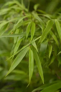 Fargesia 'Rufa' 80-100 C5 - afbeelding 3