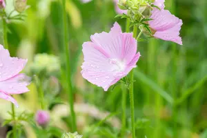 malva alcea 'fastigiata' P9 - afbeelding 3
