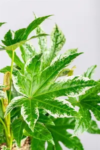 Fatsia jap. 'Spider's Web' 60- 80   C20 - afbeelding 2