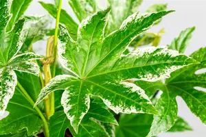 Fatsia jap. 'Spider's Web' 60- 80 C20