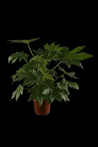 fatsia japonica overig-p19 fatsia japonica - afbeelding 5