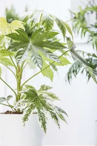 Fatsia japonica 'Variegata' 60- +    C7,5 - afbeelding 3