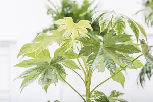 Fatsia japonica 'Variegata' 60- +    C7,5 - afbeelding 2