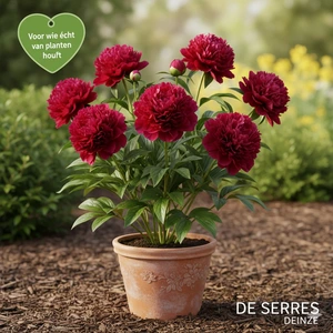 Paeonia lactiflora 'Felix Crousse' C1