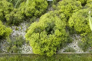 euphorbia cyp. 'fens ruby' P9 - afbeelding 3