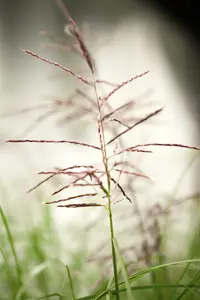 miscanthus sin. 'ferner osten' P9 - afbeelding 5