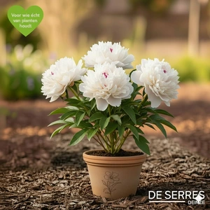 Paeonia lactiflora 'Festiva Maxima' C1