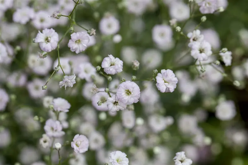 gypsophila hybr. 'pink festival' P9