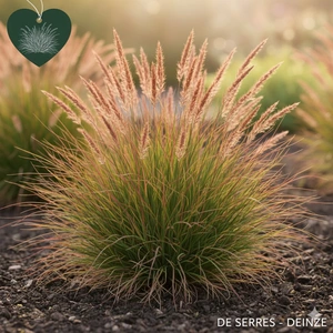 Festuca cinerea 'Walberla' P9