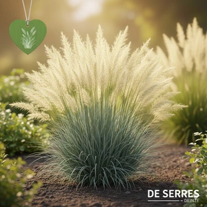 Festuca glauca 'Festina' P9