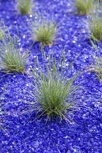 Festuca glauca 'Silberreiher' P9 - afbeelding 4
