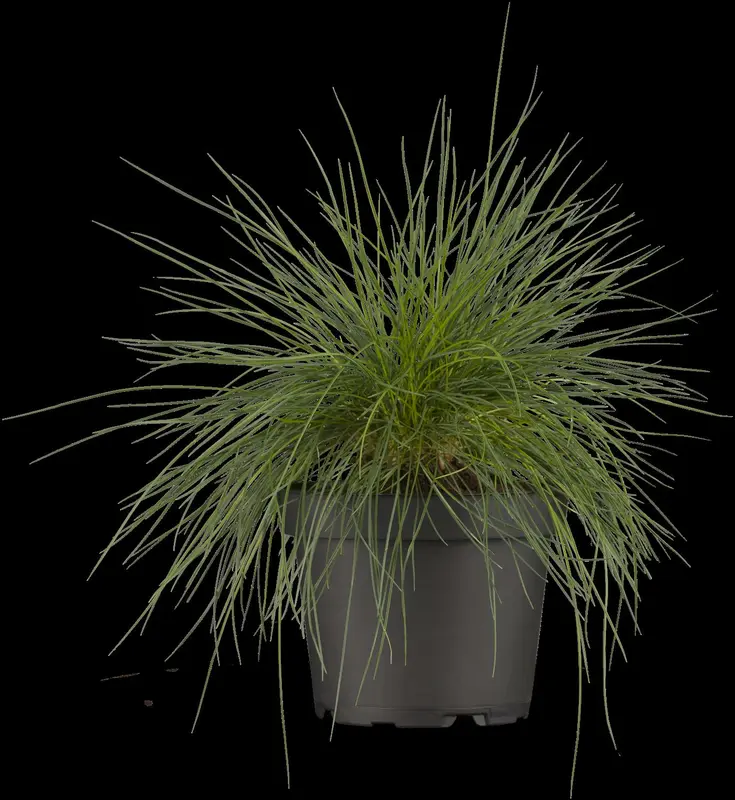 Festuca glauca 'Silberreiher' P9 - afbeelding 3