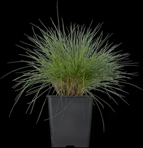 Festuca glauca 'Silberreiher' P9 - afbeelding 5