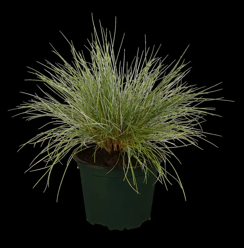 Festuca glauca 'Silberreiher' P9 - afbeelding 1