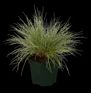Festuca glauca 'Silberreiher' P9 - afbeelding 1