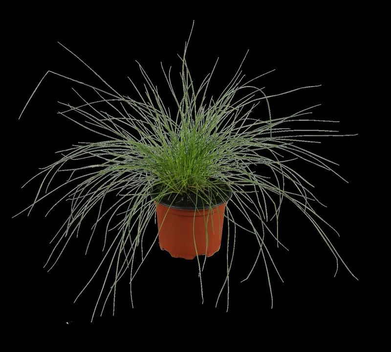 Festuca glauca 'Silberreiher' P9 - afbeelding 2