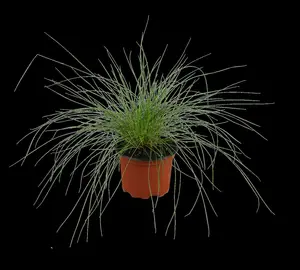Festuca glauca 'Silberreiher' P9 - afbeelding 2