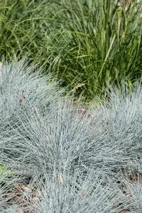 Festuca 'Hoggar' P9 - afbeelding 2