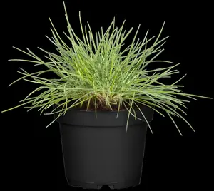 Festuca 'Sunrise' P9 - afbeelding 1