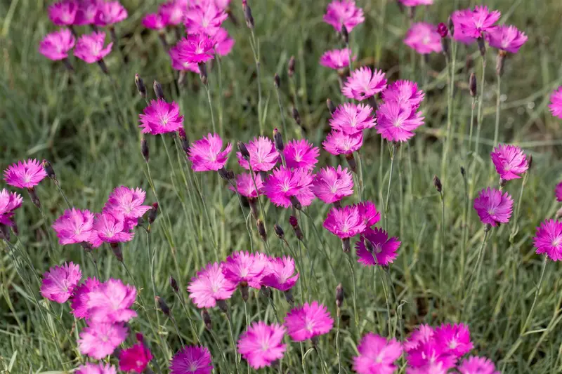 dianthus grat. 'feuerhexe' P9 - afbeelding 1