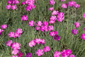 dianthus grat. 'feuerhexe' P9 - afbeelding 4
