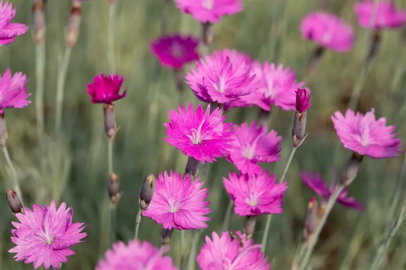 dianthus grat. 'feuerhexe' P9 - afbeelding 2