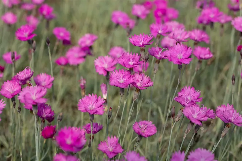 dianthus grat. 'feuerhexe' P9 - afbeelding 3