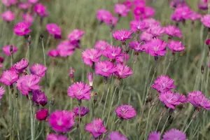 dianthus grat. 'feuerhexe' P9 - afbeelding 3
