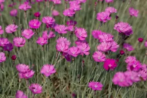 dianthus grat. 'feuerhexe' P9 - afbeelding 4