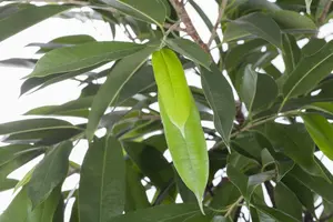 fic bin amstel king-p17 ficus amstel king p17 - afbeelding 5