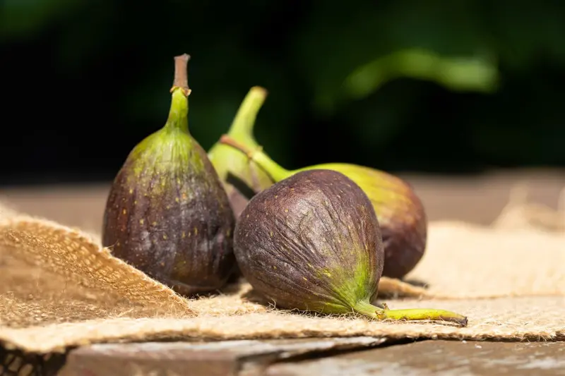 Ficus carica 'Brogiotto Nero' 50- 60   C10 - afbeelding 1