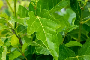 Ficus carica 'Brogiotto Nero' 50- 60   C10 - afbeelding 3