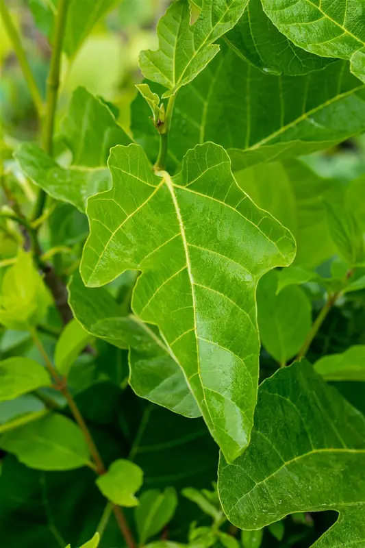 Ficus carica 'Brogiotto Nero' 8/10 HA C15 - afbeelding 2