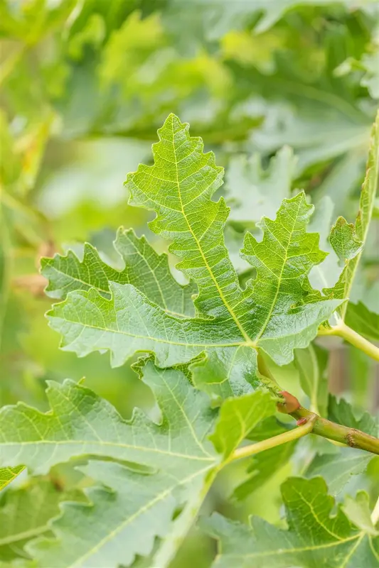 Ficus carica 'Brogiotto Nero' 8/10 HA C15 - afbeelding 5