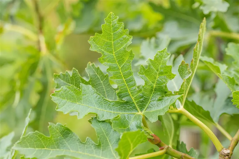 Ficus carica 'Brogiotto Nero' 8/10 HA C15 - afbeelding 4