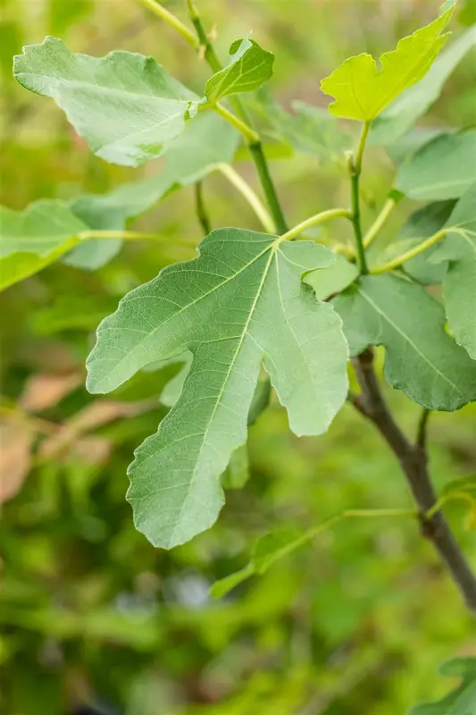Ficus carica 'Brown Turkey' 50- 60   C10 - afbeelding 5