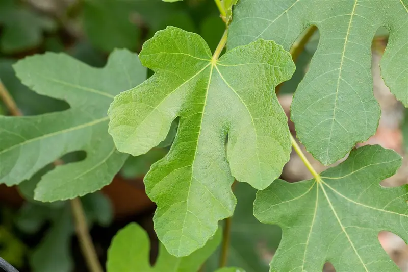 Ficus carica 'Brown Turkey' 50- 60   C10 - afbeelding 2
