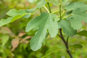 Ficus carica 'Brown Turkey' 8/10 HA C15 - afbeelding 4