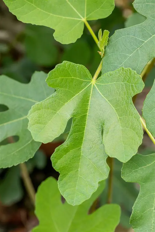 Ficus carica 'Brown Turkey' HALFST.  C10 - afbeelding 3