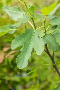 Ficus carica 'Brown Turkey' STRUIK   C - afbeelding 5