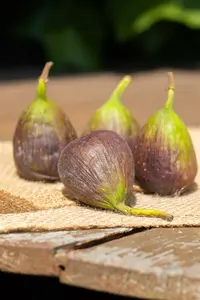 Ficus carica 'Little Miss Figgy' 25- 30 C