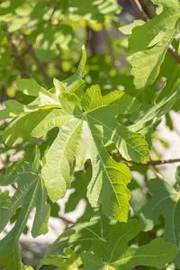 Ficus carica 'Osborn Prolific' 18/20 HA C130